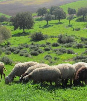 img_5146-1_optimized-1-9